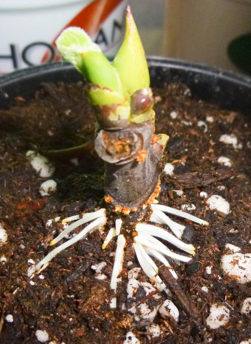 Fig Rooting