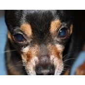 Birgit Wittrocks foto