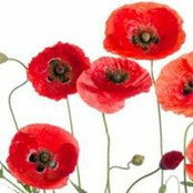 Debbie Woelfle's photo