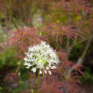 Kleiner, Geometrischer, Halbschattiger Stilmix Kiesgarten hinter dem Haus mit Teich in Seattle