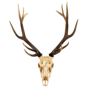 Little Bucky Wall Mounted Faux Aged Finish 10 Point Antlers Deer Skull 15 Inch 