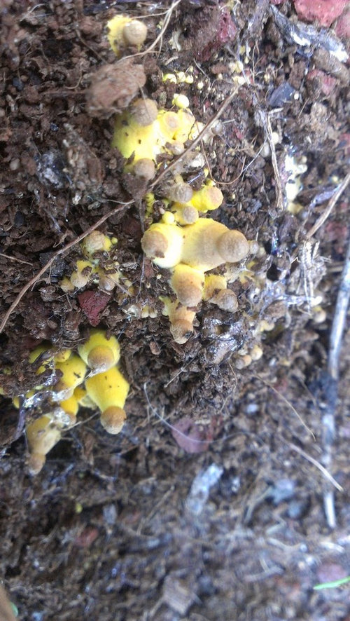 Wilting Radishes, And a weird fungus.