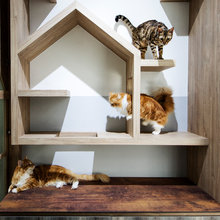 Котики