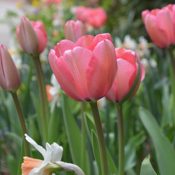Spring Flowering Bulbs and Container Plantings