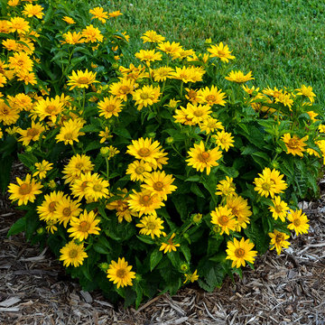 Tuscan Gold™ False Sunflower