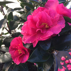 Current Featured Plants - Products