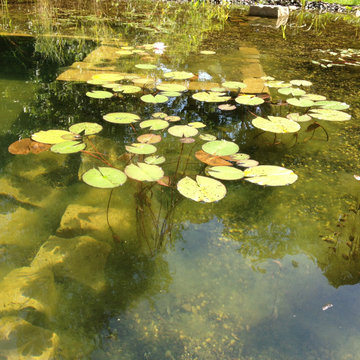 Naturschwimmteich fürs Familienglück in Langenberg