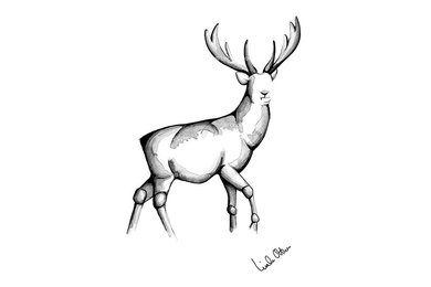 Deer - Hjort