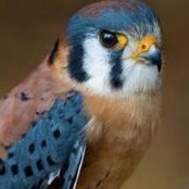 Lorrie Otto's photo