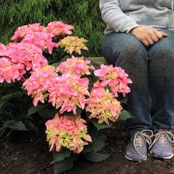 Cityline&reg; Venice Bigleaf Hydrangea - Plants