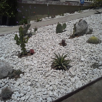 Fun(ky) Cactus Garden!