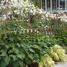 For My Garden
