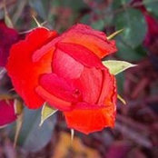Linda Galbraith's photo