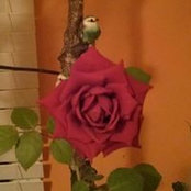 Sylvie Labrecque's photo