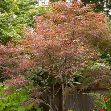 Great Plant Combinations