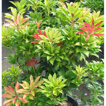 PLANTS