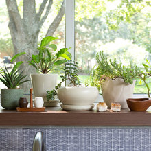 Plants