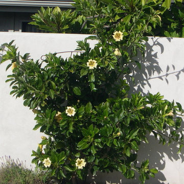 Cup of Gold Vine adds greenery and flowers nearly year around.