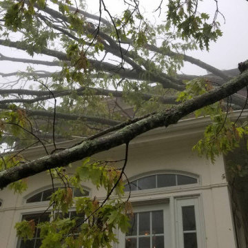 Mejicanos Tree Care