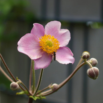 Verwandlung eines Reihenhausgarten
