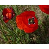 Terri Lynn Rice-Generoux's photo