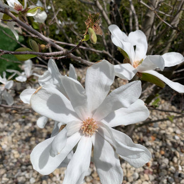 Royal Star Magnolia