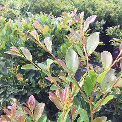 Current Featured Plants - Products