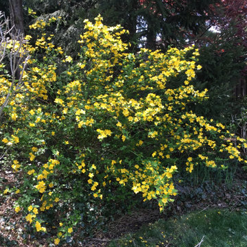 Kerria japonica single flowering
