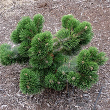 Bonsai Related Stuff