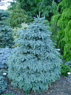 Picea pungens cultivars parade