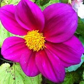 Denise Parrotta's photo