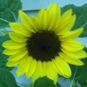 Erica Renner's photo