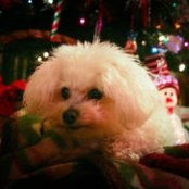 Melissa Al Neibacher's photo