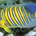 Aquatic Perfection Inc.'s profile photo