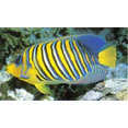 Aquatic Perfection Inc.'s profile photo