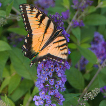 Lo & Behold® 'Blue Chip' Butterfly Bush