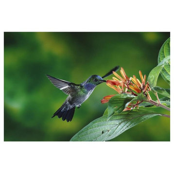 "Blue-chested Hummingbird feeding at flowers, Costa Rica" Paper Art, 38"x26"