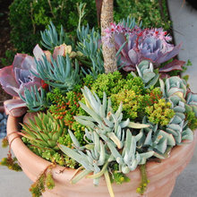 plants
