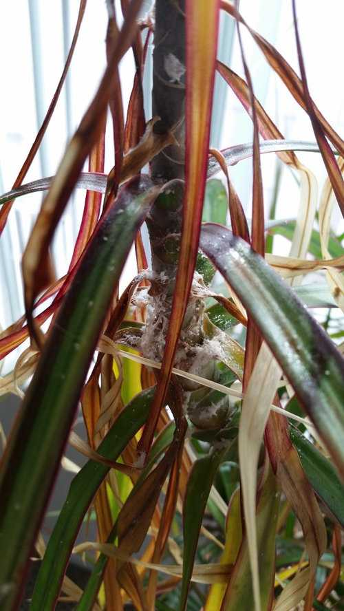 Help with white fuzz on plants