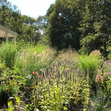 Rethinking the Front Lawn - Try a Native Perennial Garden Instead!