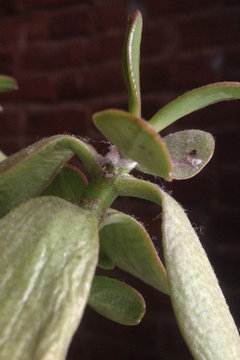What is wrong with my jade plant? | Houzz Forum