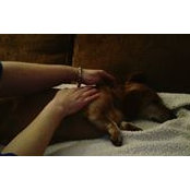Hands On Hounds's photo