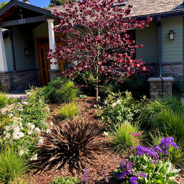 Front Lawn Removal - Craftsman Home in Los Altos