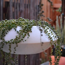 Landscape Ideas