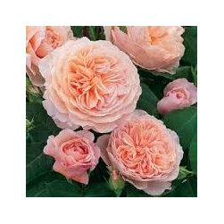 Gardening & Landscaping - Products