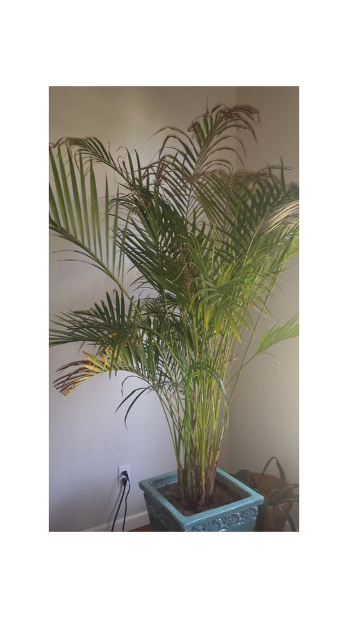 Help Me With My Golden Cane Palm
