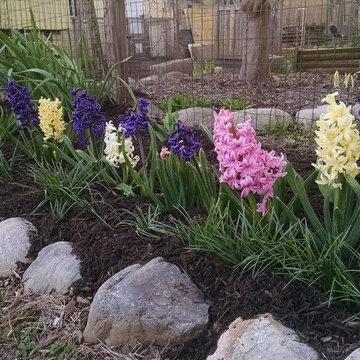 small hyacinth garden