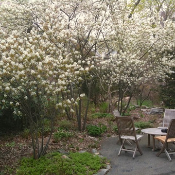 Amelanchier spp
