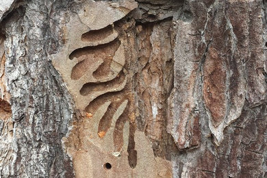 Pine Beetle Damage