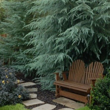 deodar cedar